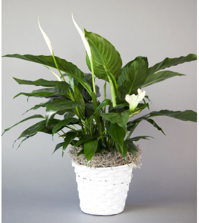 Sunny Side Gardens Peace Lily Basket Sunny Side Gardens Peace Lily Basket