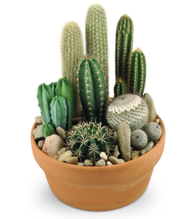 Cactus Garden Cactus Garden