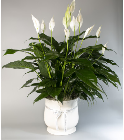 Seithel's Peace Lily in Ceramic Seithel's Peace Lily in Ceramic