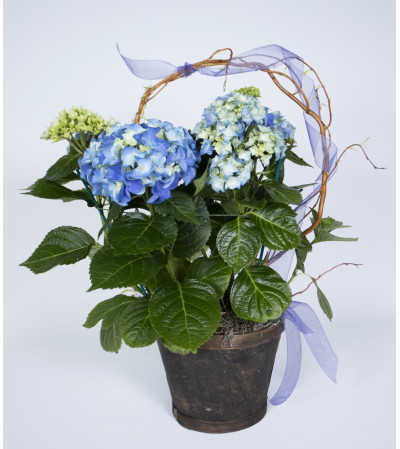 Dreaming of Hydrangeas Dreaming of Hydrangeas