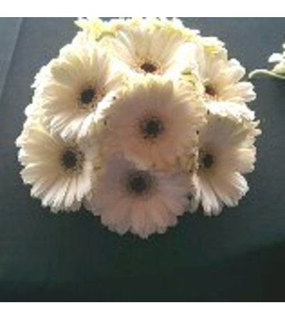 All Gerber daisy Bouquet All Gerber daisy Bouquet