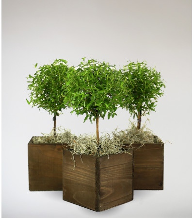 Decorative Plant in Box Decorative Plant in Box