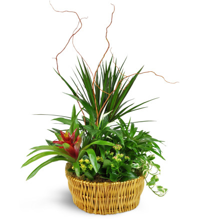 Classic Dish Garden Classic Dish Garden