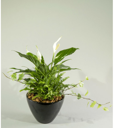 Peace Lily Dream Peace Lily Dream