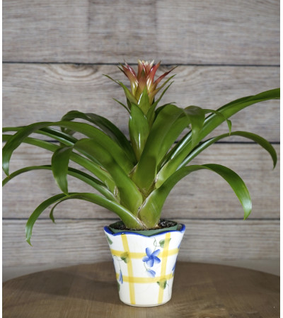 Decorative Bromeliad Planter Decorative Bromeliad Planter