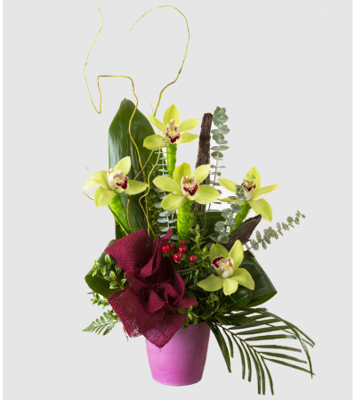 Orchid's Delight Orchid's Delight