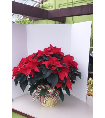 8" Christmas Red Poinsettia with bow 8" Christmas Red Poinsettia with bow