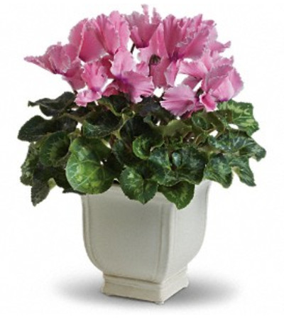 Potted Cyclamen Plant Potted Cyclamen Plant