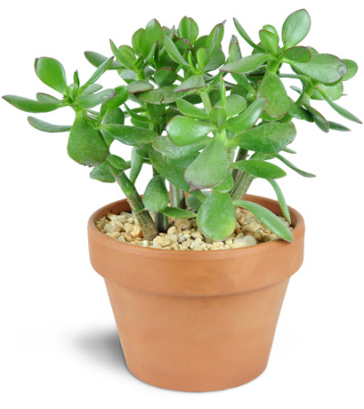 Simply Succulent Simply Succulent