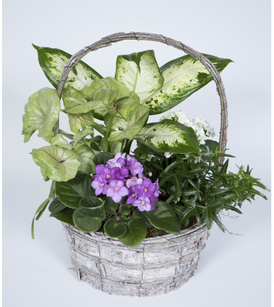 The Perfect Basket The Perfect Basket