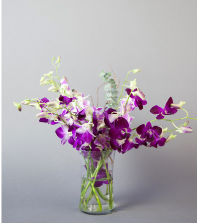 Purple Orchid Dream Purple Orchid Dream