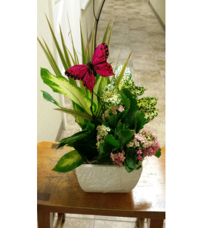 Serene Blooms Serene Blooms