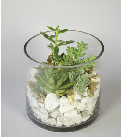 Sterling Succulent Sterling Succulent