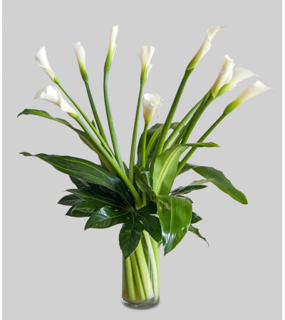 Softest Calla Softest Calla
