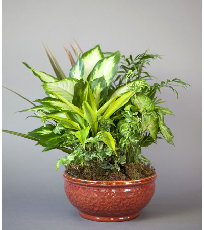 Classic Ceramic Planter Classic Ceramic Planter