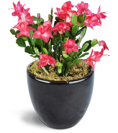Classic Christmas Cactus Classic Christmas Cactus