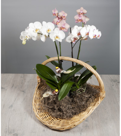 Basket Full of Orchids Basket Full of Orchids