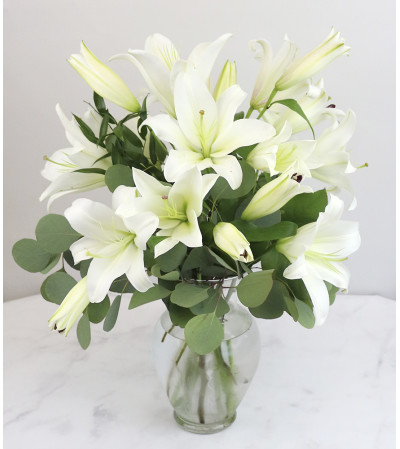 Classic White Lily Classic White Lily