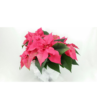 Poinsettia of the Day Poinsettia of the Day