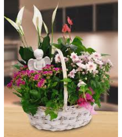 LIVING BASKET WITH ANGEL LIVING BASKET WITH ANGEL