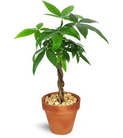 Petite Money Tree Petite Money Tree