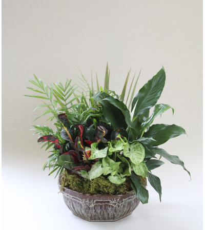 Abundant Garden Abundant Garden