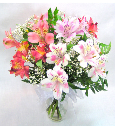 Adorable Alstromeria Adorable Alstromeria