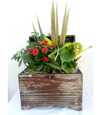 Classic Tropical Chest Classic Tropical Chest