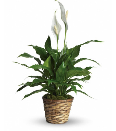Wicker Peace Lily Plant Wicker Peace Lily Plant