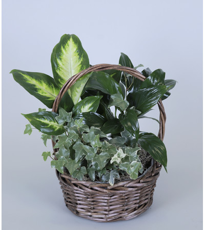 Foliage Planter Foliage Planter