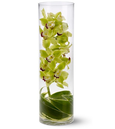 Zensational Orchids Zensational Orchids