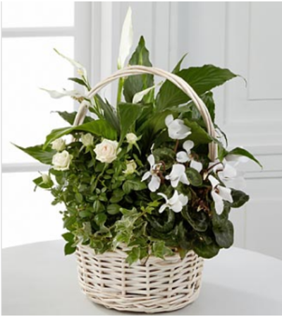 Perfect Peace Dish Garden Perfect Peace Dish Garden