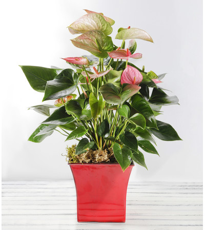 Decorative Anthurium Plant Decorative Anthurium Plant