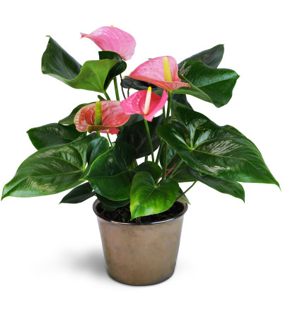 Pink Anthurium Plant Pink Anthurium Plant