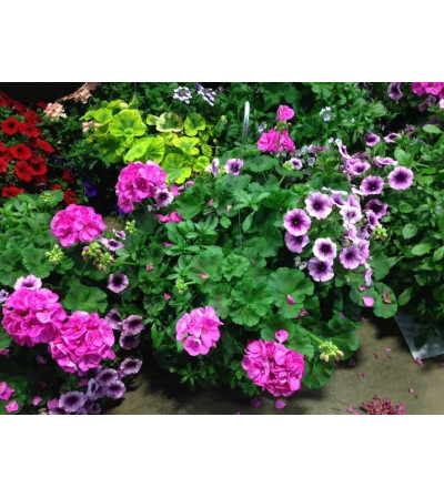 PLANTS PLANTS