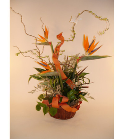 Planter From Paradise Planter From Paradise