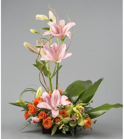 The Orchid Dream The Orchid Dream