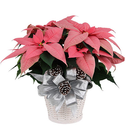 Extra Large Pink Poinsettia with Christmas greens Extra Large Pink Poinsettia with Christmas greens
