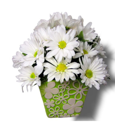 White Daisy Dream White Daisy Dream