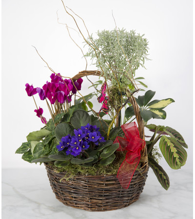 Assorted Plant Basket Assorted Plant Basket