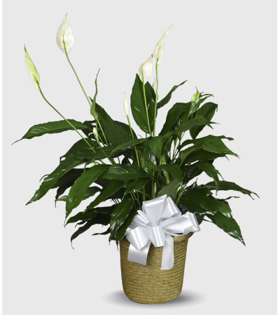 Delightful Decorative Peace Lily Delightful Decorative Peace Lily