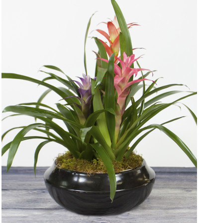 Multi Colored Bromeliad Multi Colored Bromeliad