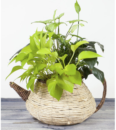 Teapot Basket Teapot Basket