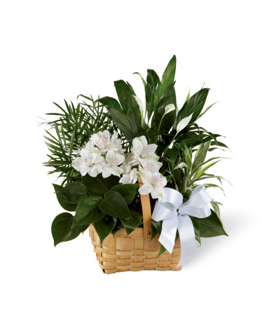 The FTD® Peace & Serenity™ Dishgarden The FTD® Peace & Serenity™ Dishgarden