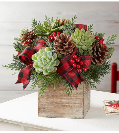 Modern Christmas Succulent Arrangement™ Modern Christmas Succulent Arrangement™