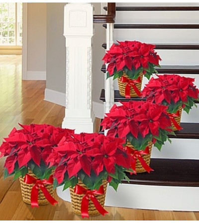 Poinsettia Package - Five Poinsettia Package - Five
