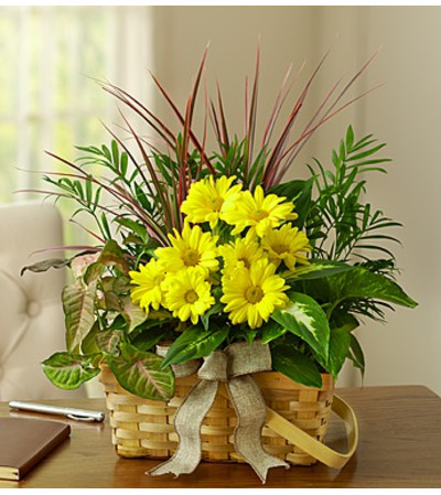 Dish Garden with Fresh Cut Flowers Dish Garden with Fresh Cut Flowers