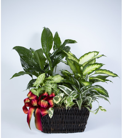 Moreno Valley Flower Box Euro Garden Moreno Valley Flower Box Euro Garden