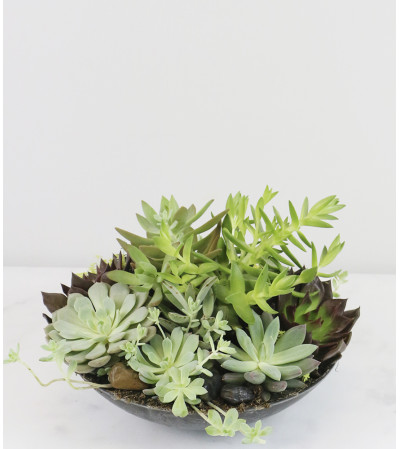 Lush Succulent Garden Lush Succulent Garden