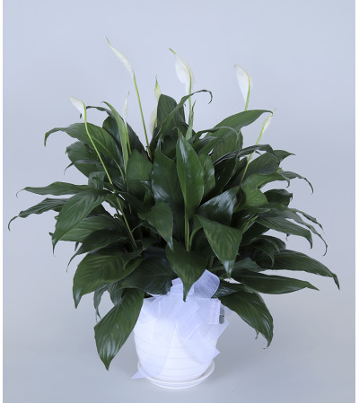 Lee's Peace Lily Plant Lee's Peace Lily Plant